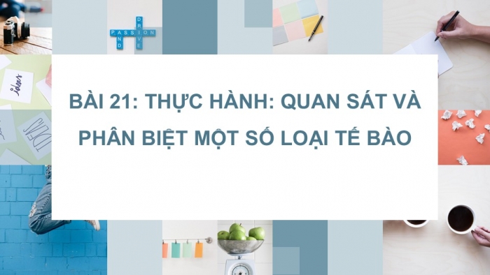 Giáo án PPT KHTN 6 kết nối Bài 21 Thực hành: Quan sát và phân biệt một số loại tế bào