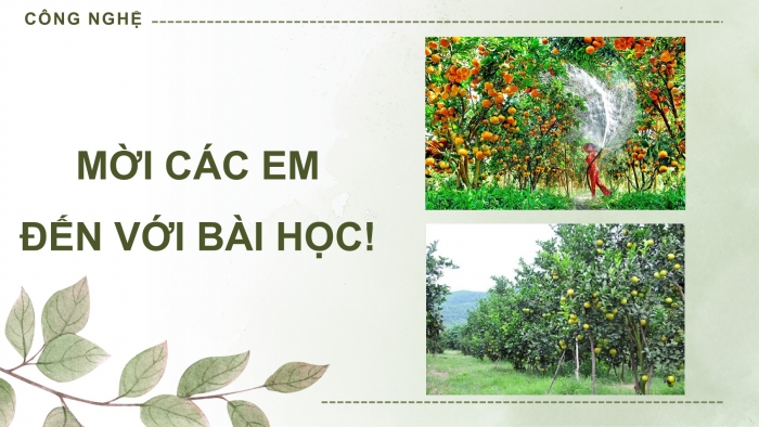 Giáo án điện tử Công nghệ 9 Trồng cây ăn quả Cánh diều Bài 11: Tính chi phí và hiệu quả của việc trồng cây ăn quả