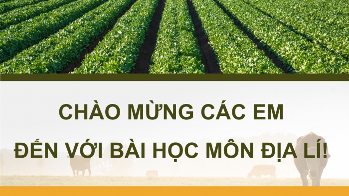 Giáo án điện tử Địa lí 12 kết nối Bài 35: Thực hành Tìm hiểu địa lí địa phương