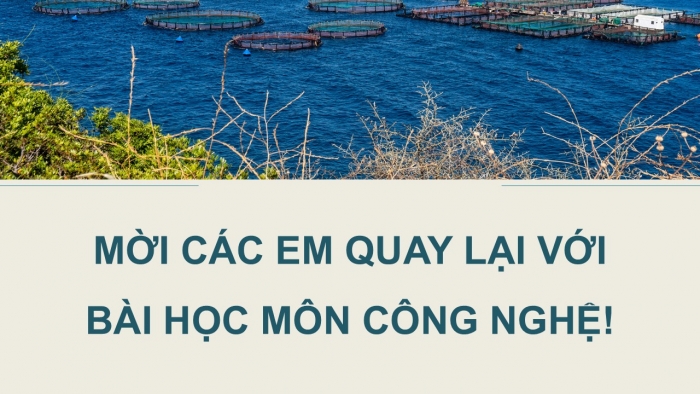 Giáo án điện tử Công nghệ 12 Lâm nghiệp - Thủy sản Kết nối Bài 24: Một số bệnh thủy sản phổ biến và biện pháp phòng, trị