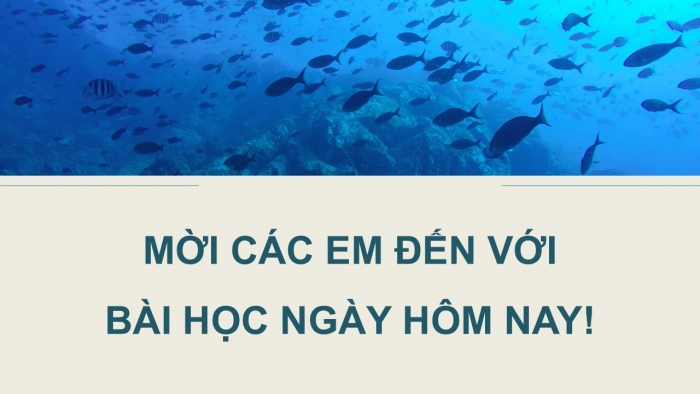 Giáo án điện tử Công nghệ 12 Lâm nghiệp - Thủy sản Kết nối Bài 26: Bảo vệ nguồn lợi thủy sản