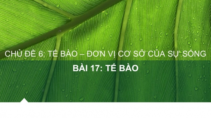 Giáo án PPT KHTN 6 chân trời Bài 17: Tế bào