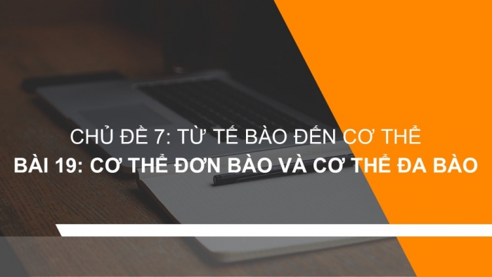 Giáo án PPT KHTN 6 chân trời Bài 19: Cơ thể đơn bào và cơ thể đa bào