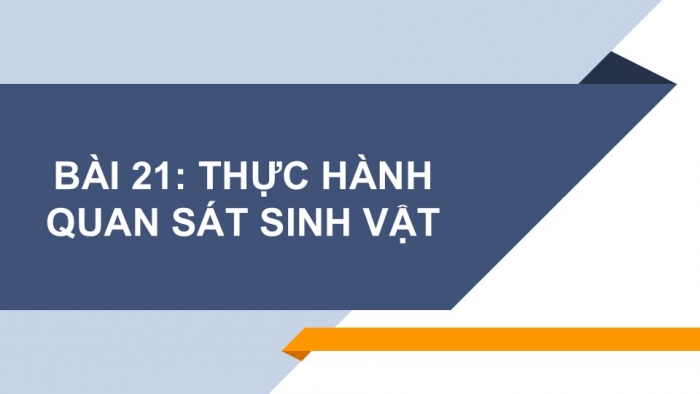 Giáo án PPT KHTN 6 chân trời Bài 21: Thực hành quan sát sinh vật