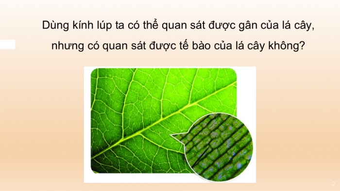 Giáo án PPT KHTN 6 kết nối Bài 4: Sử dụng kính hiển vi quang học