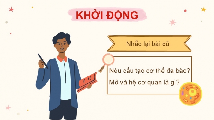 Giáo án PPT KHTN 6 kết nối Bài 24 Thực hành: Quan sát và mô tả cơ thể đơn bào, cơ thể đa bào