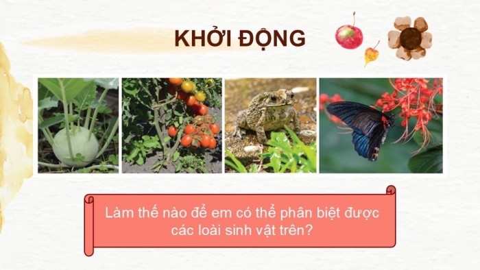 Giáo án PPT KHTN 6 kết nối Bài 26: Khoá lưỡng phân