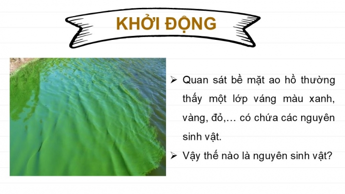 Giáo án PPT KHTN 6 kết nối Bài 30: Nguyên sinh vật