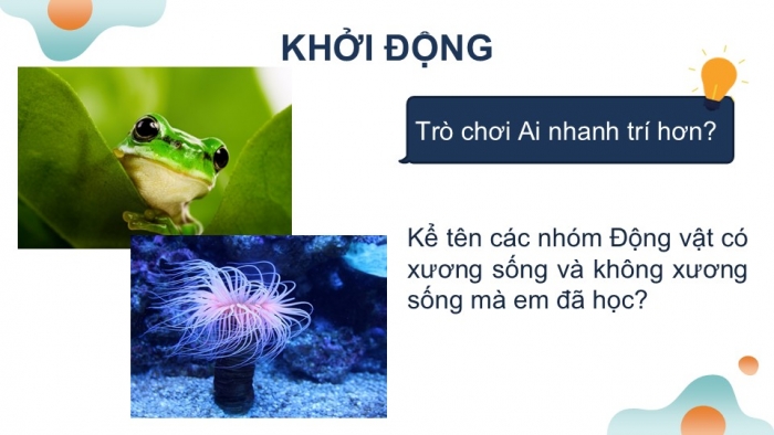 Giáo án PPT KHTN 6 kết nối Bài 37 Thực hành: Quan sát và nhận biết một số nhóm động vật ngoài thiên nhiên