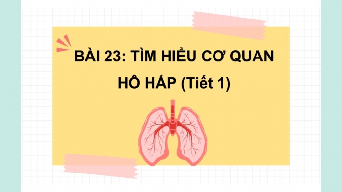 Giáo án PPT Tự nhiên và Xã hội 2 kết nối Bài 23: Tìm hiểu cơ quan hô hấp