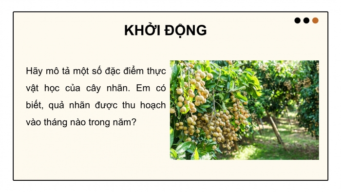 Giáo án điện tử Công nghệ 9 Trồng cây ăn quả Cánh diều Bài 7: Kĩ thuật trồng và chăm sóc cây nhãn