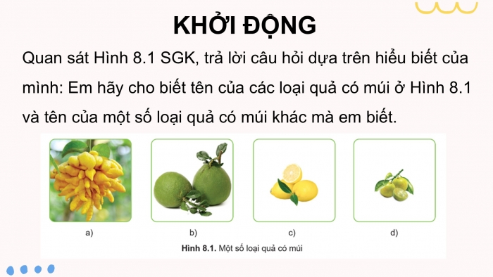 Giáo án điện tử Công nghệ 9 Trồng cây ăn quả Cánh diều Bài 8: Kĩ thuật trồng và chăm sóc cây ăn quả có múi