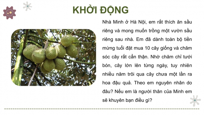 Giáo án điện tử Công nghệ 9 Trồng cây ăn quả Cánh diều Bài 11: Tính chi phí và hiệu quả của việc trồng cây ăn quả