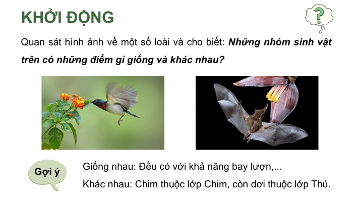 Giáo án điện tử Sinh học 12 cánh diều Bài 18: Thuyết tiến hoá tổng hợp hiện đại (Phần 2)