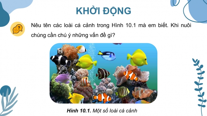 Giáo án điện tử chuyên đề Công nghệ 12 Lâm nghiệp Thuỷ sản Kết nối Bài 10: Giới thiệu chung về cá cảnh