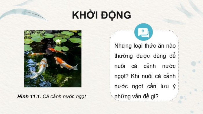 Giáo án điện tử chuyên đề Công nghệ 12 Lâm nghiệp Thuỷ sản Kết nối Bài 11: Nuôi dưỡng và chăm sóc cá cảnh nước ngọt