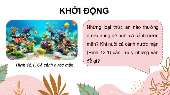 Giáo án điện tử chuyên đề Công nghệ 12 Lâm nghiệp Thuỷ sản Kết nối Bài 12: Nuôi dưỡng và chăm sóc cá cảnh nước mặn