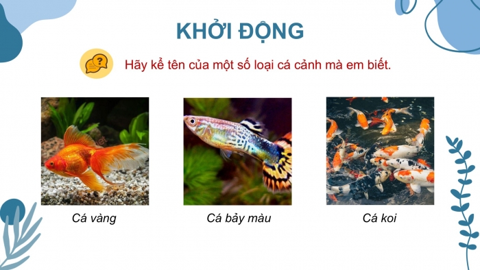 Giáo án điện tử chuyên đề Công nghệ 12 Lâm nghiệp Thuỷ sản Cánh diều Bài 9: Một số loài cá cảnh phổ biến