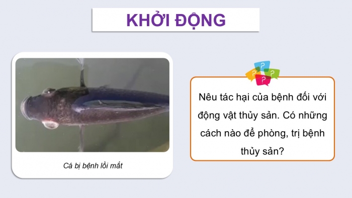 Giáo án điện tử Công nghệ 12 Lâm nghiệp - Thủy sản Kết nối Bài 24: Một số bệnh thủy sản phổ biến và biện pháp phòng, trị