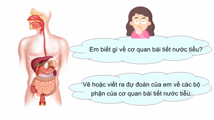 Giáo án PPT Tự nhiên và Xã hội 2 chân trời Bài 23: Cơ quan bài tiết nước tiểu