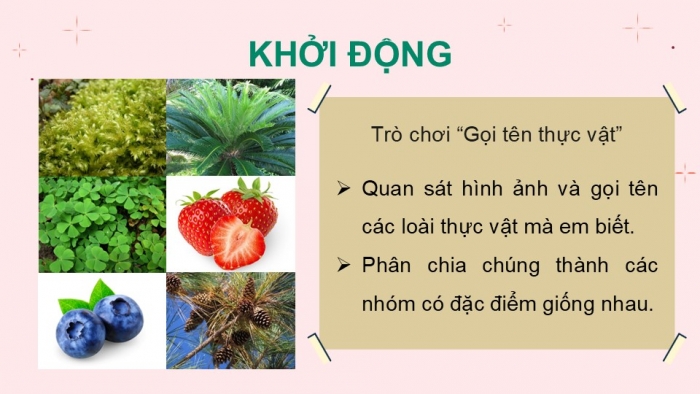 Giáo án PPT KHTN 6 cánh diều Bài 19: Đa dạng thực vật