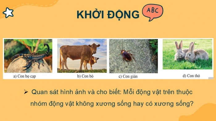 Giáo án PPT KHTN 6 cánh diều Bài 23: Đa dạng động vật có xương sống