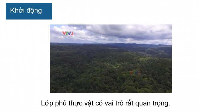 Giáo án PPT Địa lí 6 cánh diều Bài 23 Thực hành: Tìm hiểu lớp phủ thực vật ở địa phương