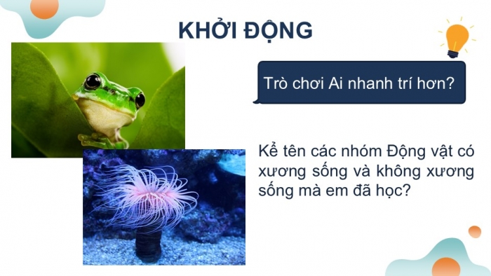 Giáo án PPT KHTN 6 chân trời Bài 32: Thực hành quan sát và phân loại động vật ngoài thiên nhiên