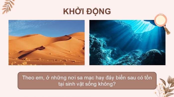 Giáo án PPT KHTN 6 chân trời Bài 33: Đa dạng sinh học