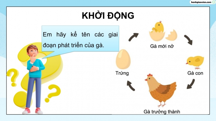 Giáo án điện tử Khoa học 5 cánh diều Bài 11: Vòng đời của động vật đẻ trứng và động vật đẻ con