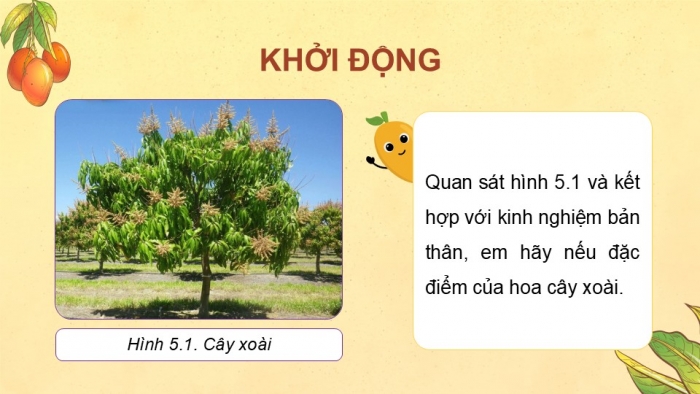 Giáo án điện tử Công nghệ 9 Trồng cây ăn quả Kết nối Bài 5: Kĩ thuật trồng và chăm sóc cây xoài