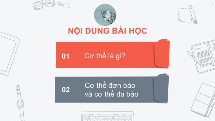 Giáo án PPT KHTN 6 kết nối Bài 22: Cơ thể sinh vật