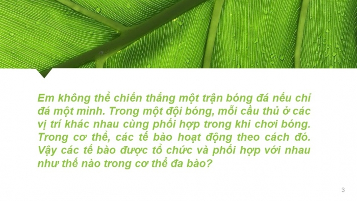 Giáo án PPT KHTN 6 kết nối Bài 23: Tổ chức cơ thể đa bào