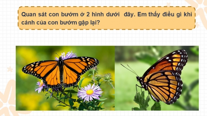 Giáo án PPT Toán 6 cánh diều Bài 5: Hình có trục đối xứng