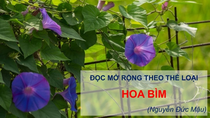 Giáo án PPT Ngữ văn 6 chân trời Bài 3: Hoa bìm