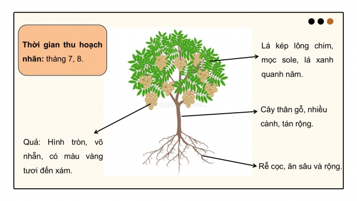 Giáo án điện tử Công nghệ 9 Trồng cây ăn quả Cánh diều Bài 7: Kĩ thuật trồng và chăm sóc cây nhãn