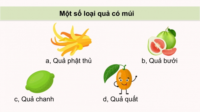 Giáo án điện tử Công nghệ 9 Trồng cây ăn quả Cánh diều Bài 8: Kĩ thuật trồng và chăm sóc cây ăn quả có múi