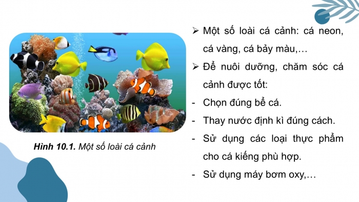 Giáo án điện tử chuyên đề Công nghệ 12 Lâm nghiệp Thuỷ sản Kết nối Bài 10: Giới thiệu chung về cá cảnh