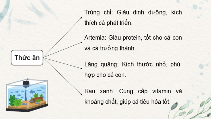 Giáo án điện tử chuyên đề Công nghệ 12 Lâm nghiệp Thuỷ sản Kết nối Bài 11: Nuôi dưỡng và chăm sóc cá cảnh nước ngọt