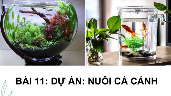 Giáo án điện tử chuyên đề Công nghệ 12 Lâm nghiệp Thuỷ sản Cánh diều Bài 11: Dự án Nuôi cá cảnh