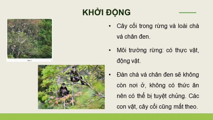 Giáo án điện tử Khoa học 5 kết nối Bài 29: Tác động của con người và một số biện pháp bảo vệ môi trường