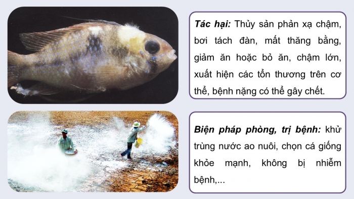 Giáo án điện tử Công nghệ 12 Lâm nghiệp - Thủy sản Kết nối Bài 24: Một số bệnh thủy sản phổ biến và biện pháp phòng, trị