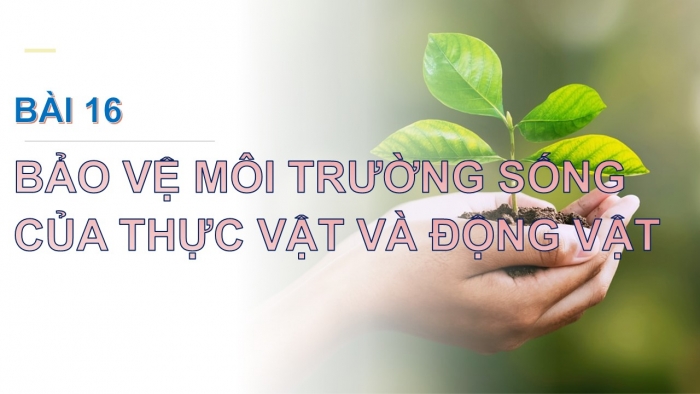 Giáo án PPT Tự nhiên và Xã hội 2 chân trời Bài 16: Bảo vệ môi trường sống của thực vật và động vật