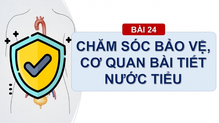 Giáo án PPT Tự nhiên và Xã hội 2 chân trời Bài 24: Chăm sóc, bảo vệ cơ quan bài tiết nước tiểu