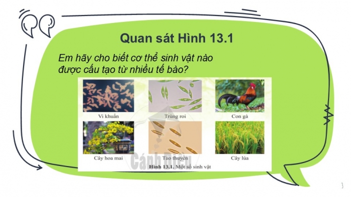 Giáo án PPT KHTN 6 cánh diều Bài 13: Từ tế bào đến cơ thể