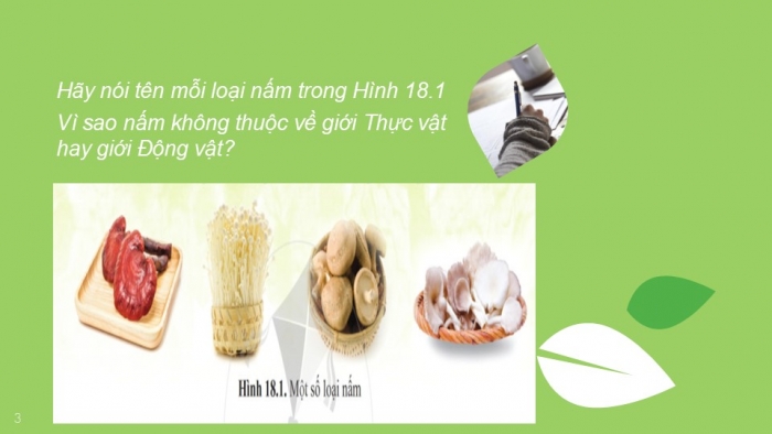 Giáo án PPT KHTN 6 cánh diều Bài 18: Đa dạng nấm