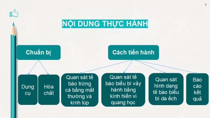 Giáo án PPT KHTN 6 chân trời Bài 18: Thực hành quan sát tế bào thực vật