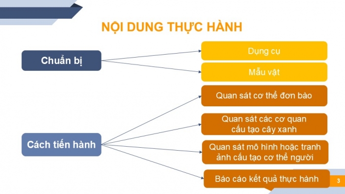 Giáo án PPT KHTN 6 chân trời Bài 21: Thực hành quan sát sinh vật