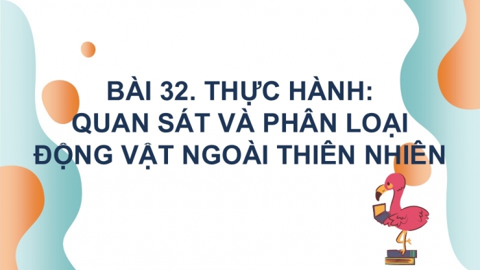 Giáo án PPT KHTN 6 chân trời Bài 32: Thực hành quan sát và phân loại động vật ngoài thiên nhiên