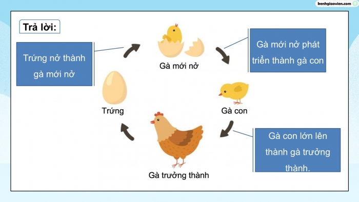 Giáo án điện tử Khoa học 5 cánh diều Bài 11: Vòng đời của động vật đẻ trứng và động vật đẻ con